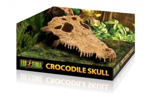 Crocodile Skull